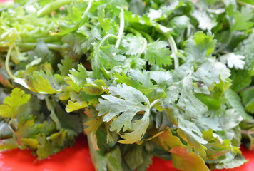 parsley and kitchen mint on red plastic tray