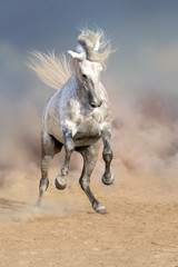 Beautiful grey horse with long mane in dust  © callipso88