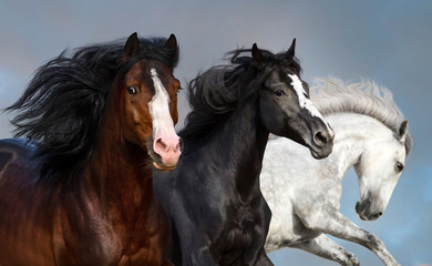 Obraz na płótnie Canvas Portrait of three beautiful horses in motion against blue sky