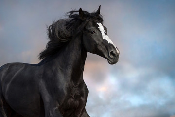 Fototapeta na wymiar Black horse portrait in motion
