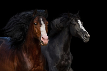 Naklejka na ściany i meble Horses in motion isolated on black background