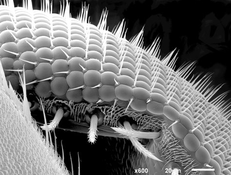 Magnified fruit fly