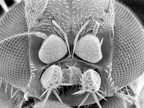 Magnified fruit fly