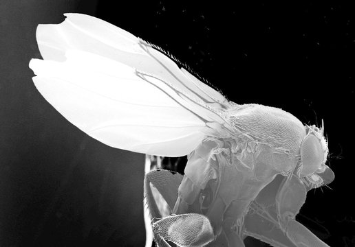 Magnified fruit fly