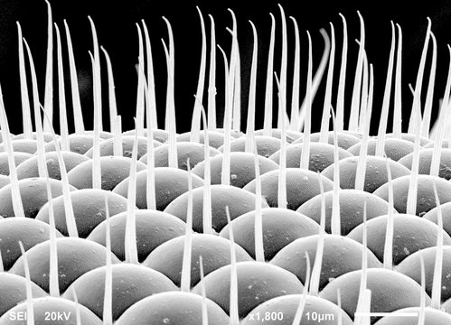 Magnified fruit fly