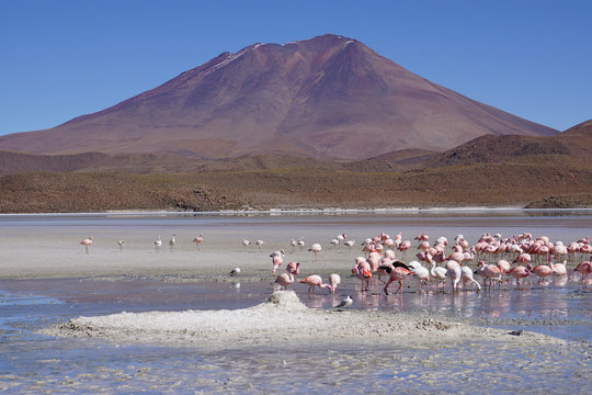 Flock of flamingos, Salar de Uyuni (Salar de Tunupa), Bolivia