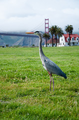 Crane grus in front of Golden Gate Bridge, San Francisco, California.