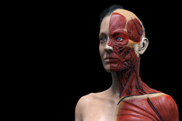 isolated human anatomy model of a female - muscle anatomy of the face neck and chest , medical image reference of human anatomy , realistic 3D rendering