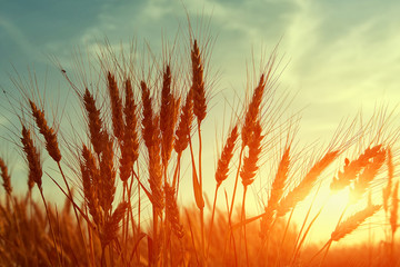 picturesque scene. barley field in sunset time. majestic rural sunrise. wheat field  under the...
