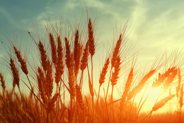 picturesque scene. barley field in sunset time. majestic rural sunrise. wheat field  under the influence of sunlight. retro style
