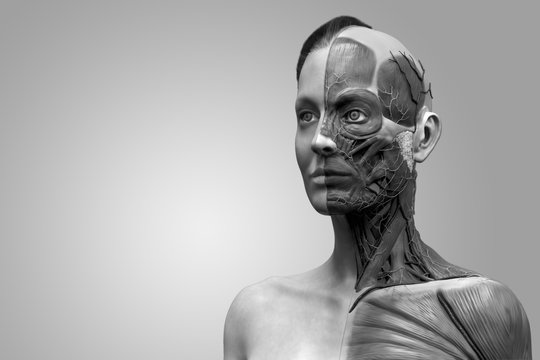isolated human anatomy model of a female - muscle anatomy of the face neck and chest , medical image reference of human anatomy in realistic 3D rendering in black and white