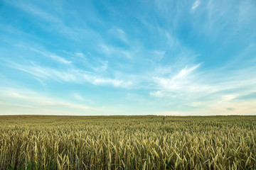 wheat field on the blue sky with clouds. wonderful rural landscape. 