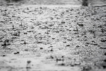 rain drops falling in a puddle of gray