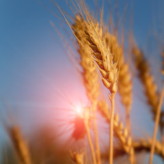 golden ears on perfect  blue sky background. small depth of field