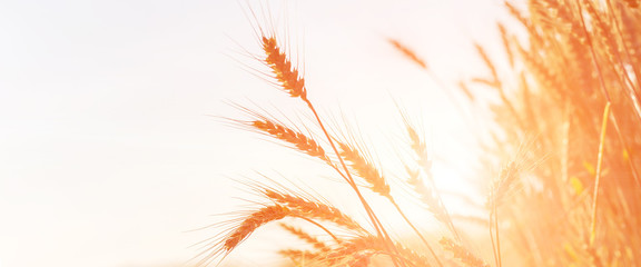 golden ears of wheat or rye on the field, close up. majestic rural landscape. copy spase. web background