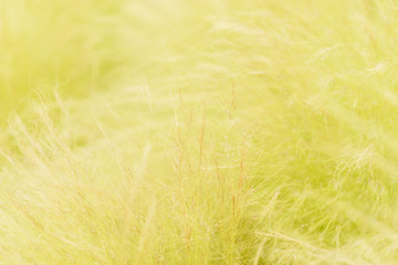 Weeds