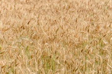 Wheat field