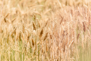 Wheat field