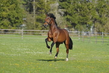 Hengst