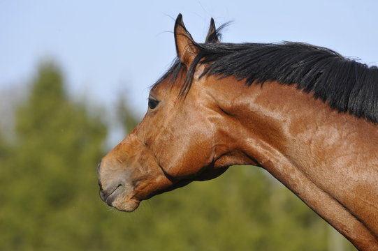 Hengst