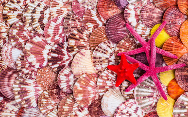 variety of sea shells from beach - panoramic - with large scallo