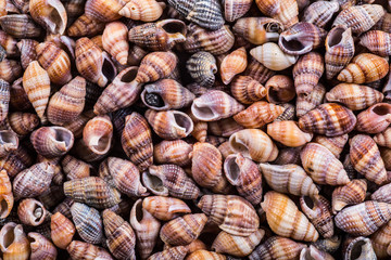 variety of sea shells from beach - panoramic - with large scallo