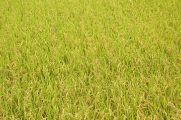 Rice paddy. It's in Inzai-shi, Chiba. The green fields and the open rice paddy are the very comfortable landscape.