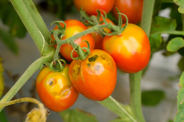 rotten tomato on garden