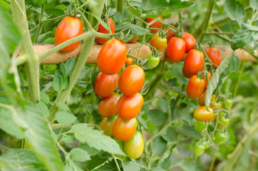 Ripe tomatoes on a branch
