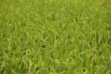 Rice paddy. It's in Inzai-shi, Chiba. The green fields and the open rice paddy are the very comfortable landscape.