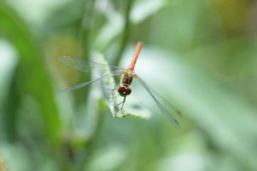Dragonfly on the grass in the garden close up