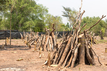 Cut down trees - Effects of destruction forests, Global warming,