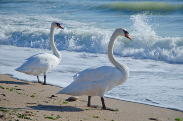 Obraz premium Swans on lonely beach
