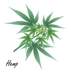 Fototapeta na wymiar Hemp (marijuana, Cannabis sativa or Cannabis indica). Hand drawn vector illustration of hemp plant with leaves on white background.