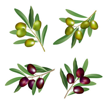 Set of olive branches (Olea europaea) with green and black olives. Hand drawn realistic vector illustration isolated on white background.