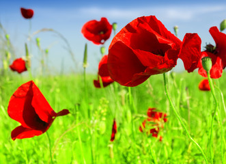 Obraz premium Field of poppies on a sunset