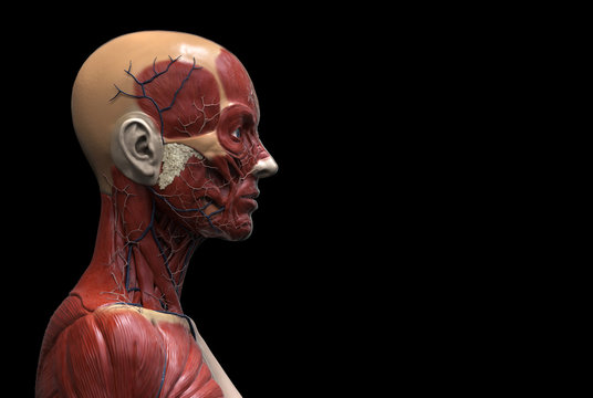 medical background of human anatomy of a female - muscle anatomy of the face neck and shoulder , medical image reference of human anatomy in realistic 3D rendering