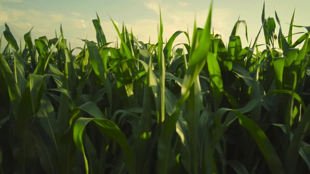 Grünes Landwirtschaftliches Maisfeld im Wind mit Kamera Fahrt