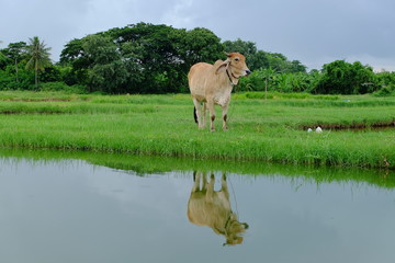 Beef cows in thailand.