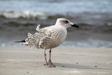 European herring gull at the seaside. Juvenile herring gull