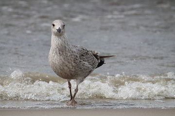 European herring gull at the seaside. Juvenile herring gull