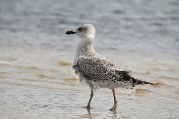 European herring gull. Juvenile herring seagull