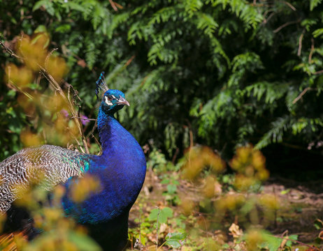 Peacock Indian peafowl in the forest