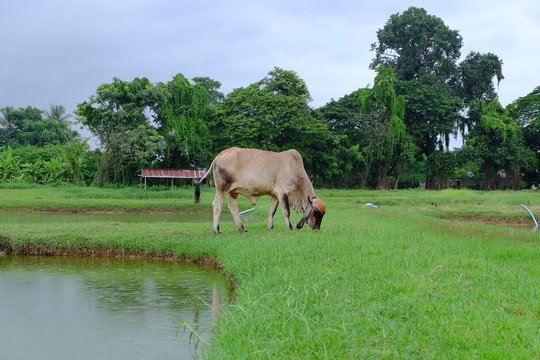 Beef cows in thailand.