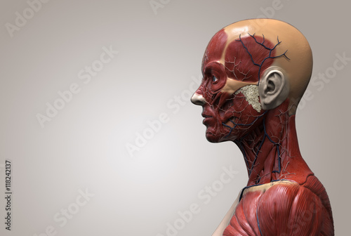 "Human anatomy - muscle anatomy of the face neck and shoulder of a female side view , realistic ...