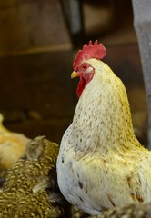 Петух в курятнике среди куриц