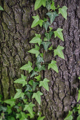 Ivy, Hedera helix or European ivy climbing on rough bark of a tree
