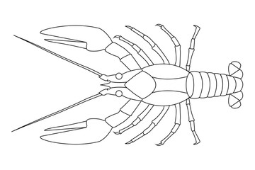 Lobster. Contour outline