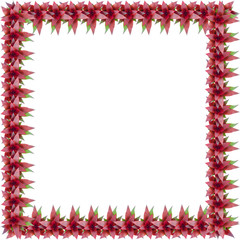 Obraz premium Bromeliad frame isolated on white background