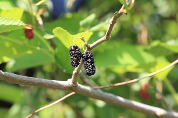 Mulberry